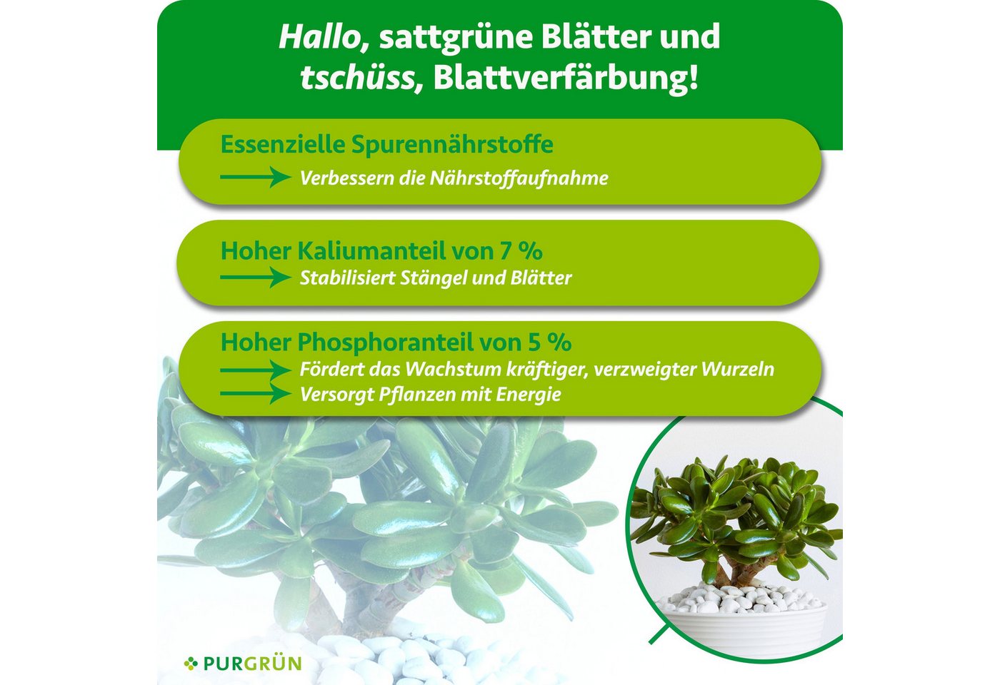 Purgrün Universaldünger Geldbaum Dünger, NPK 3+5+7, Kalium gegen Trockenstress, 1L, Flüssigdünger, 1-St., 1 Liter Bild 3