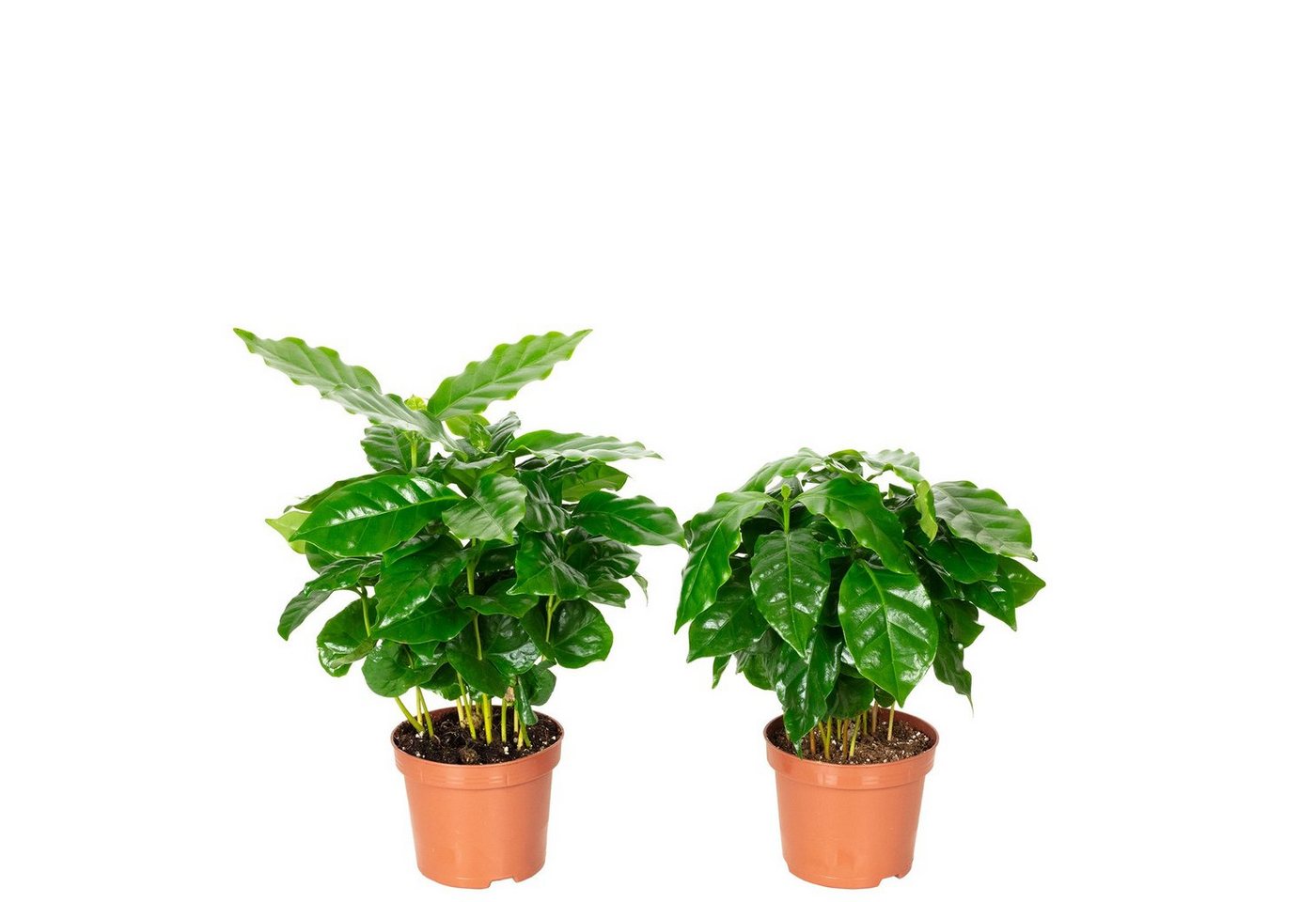 Flowerbox Zimmerpflanze 2er-Set Kaffeepflanze - Coffea Arabica, - Höhe ca. 20 cm, Topf-Ø 9 cm
