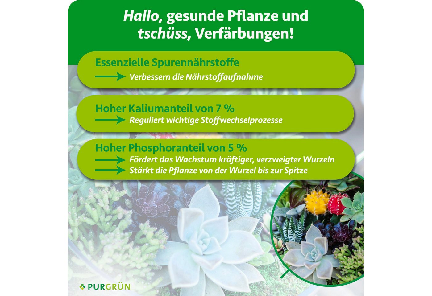 Purgrün Pflanzendünger Sukkulenten Dünger, NPK 3+5+7, reduziert Trockenstress, 1L, Flüssigdünger, 1-St., 1 Liter Bild 2