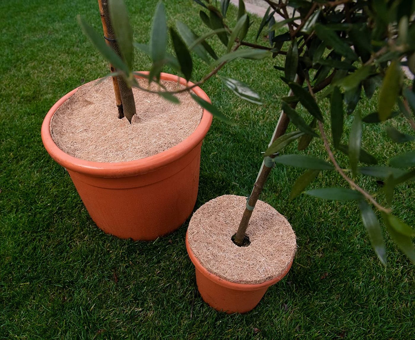 MC.Sammler Kokosscheibe Kokos-Mulchscheibe, Kälteschutz für Pflanzen, Topfpflanzen, (1-St), 25 cm Ø - 1 Stück Bild 4