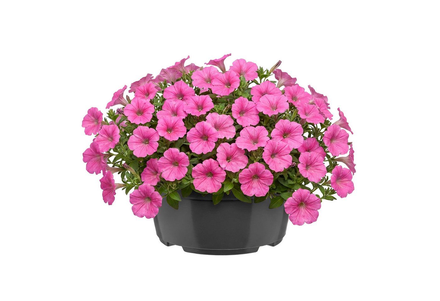 Garronda Blumentopf rund Pflanzschale Kunststoff mit Drainage für Wurzelpflanzen GD-0207A (1 St) Bild 4