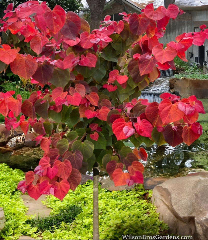 BALDUR Garten Zierstrauch Cercis 'Hearts A' Fire®',Judasbaum, 1 St., Judasbaum, winterhart, buntes Laub, trockenheitsverträglich