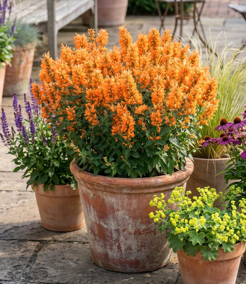 BALDUR Garten Staude Agastache 'Peach Pearl', 1 St., Duftnessel, winterhart, Dauerblüher, reichblühend, pflegeleicht