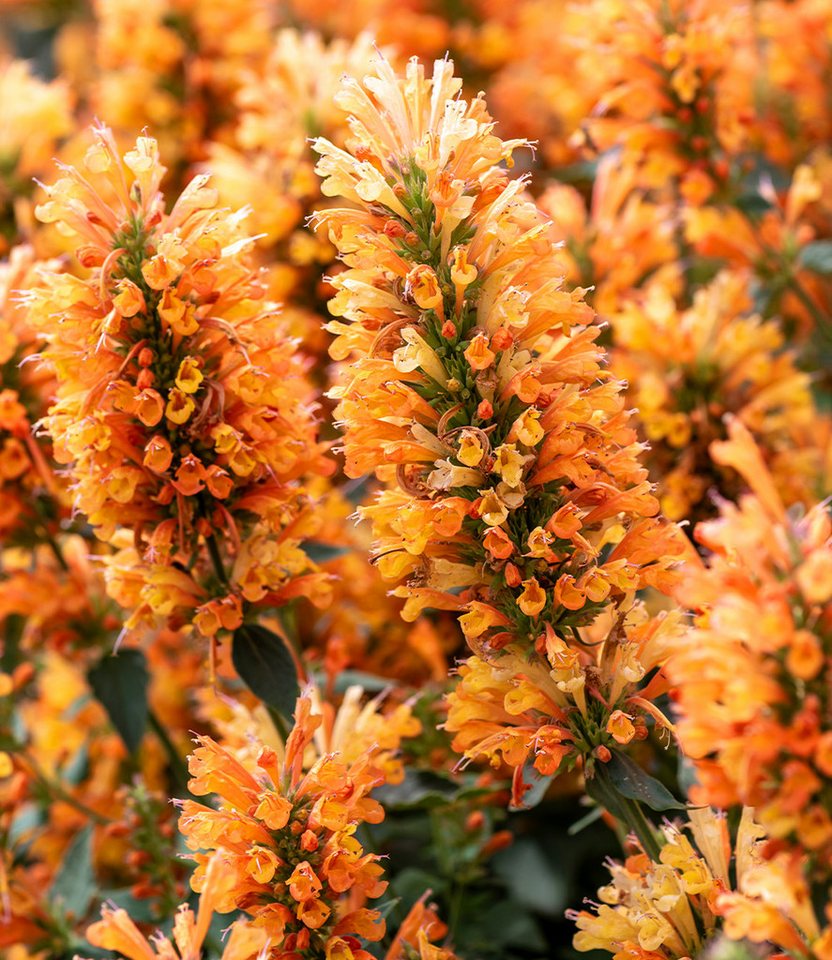 BALDUR Garten Staude Agastache 'Peach Pearl', 1 St., Duftnessel, winterhart, Dauerblüher, reichblühend, pflegeleicht Bild 2