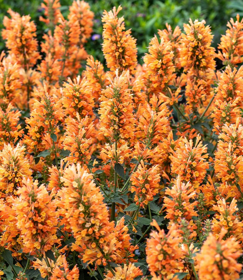 BALDUR Garten Staude Agastache 'Peach Pearl', 1 St., Duftnessel, winterhart, Dauerblüher, reichblühend, pflegeleicht Bild 3