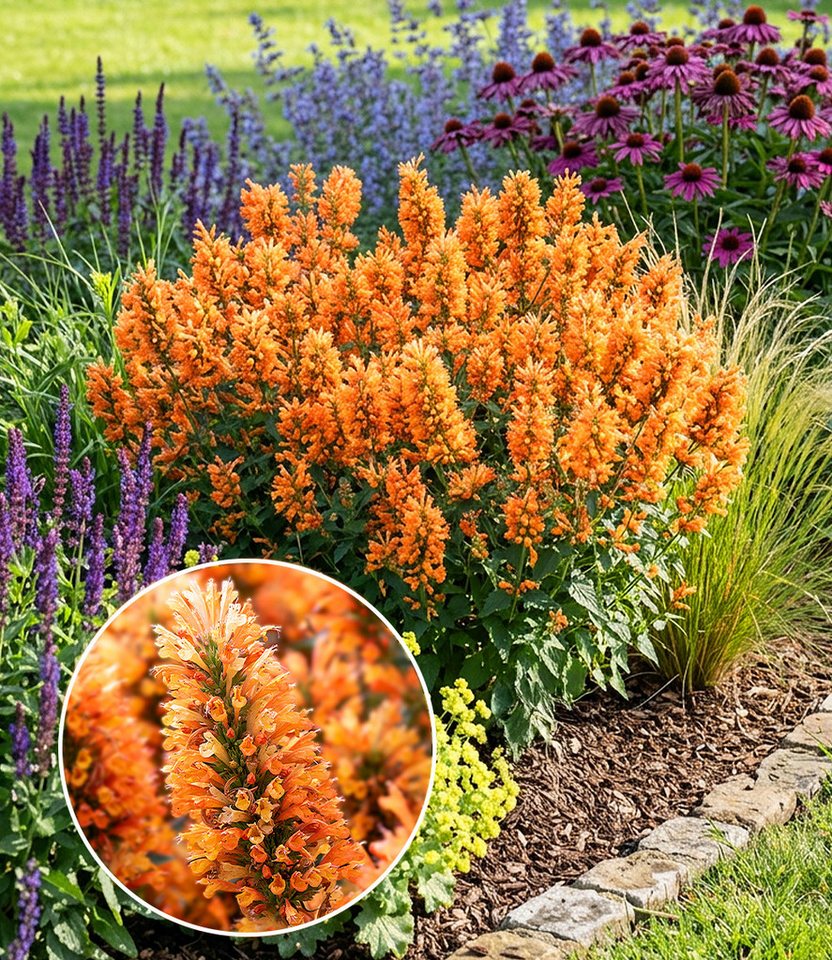 BALDUR Garten Staude Agastache 'Peach Pearl', 1 St., Duftnessel, winterhart, Dauerblüher, reichblühend, pflegeleicht Bild 4