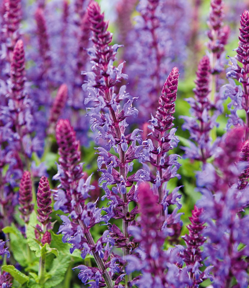 BALDUR Garten Staude Blüten-Salbei, 3 St., Steppensalbei, winterhart, Dauerblüher, trockenheitsverträglich