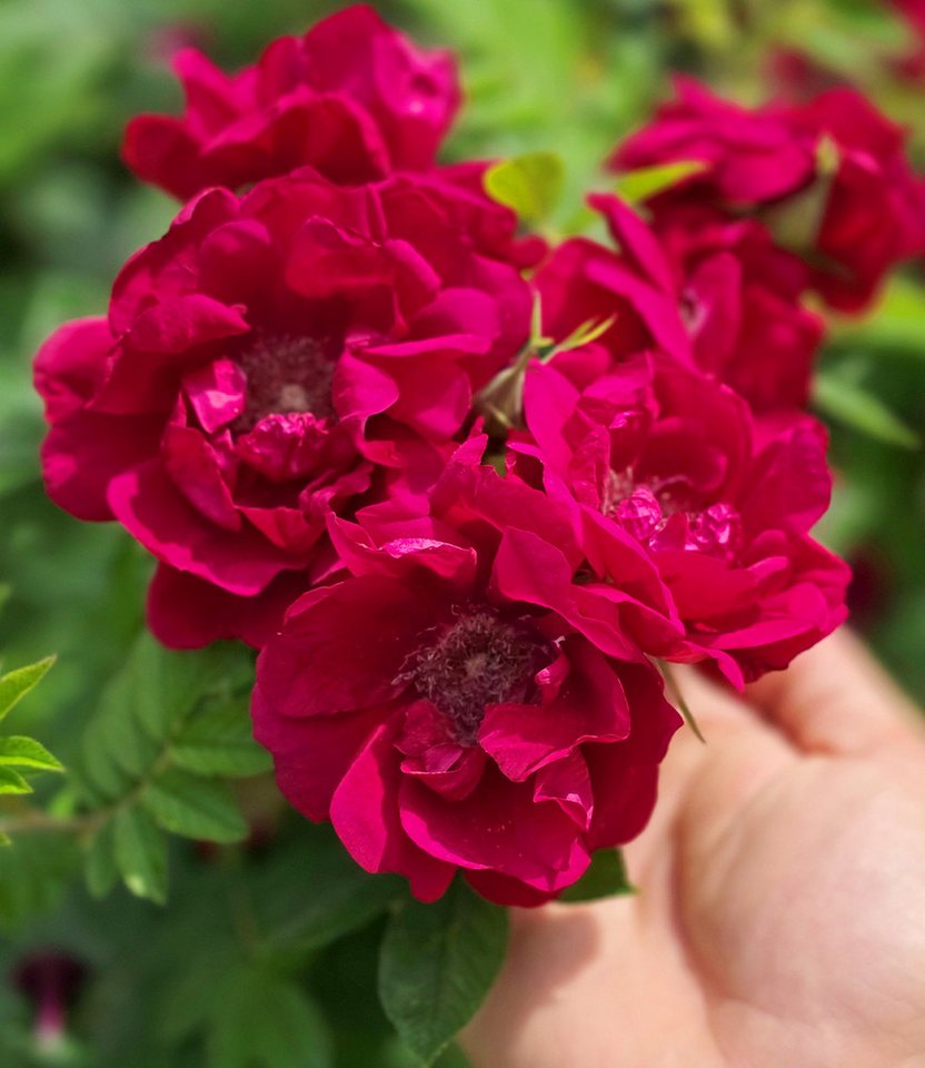 BALDUR Garten Rose Beetrose 'Take it Easy® Red', 1 St., Beetrose, winterhart, Dauerblüher, Rosenduft, robust