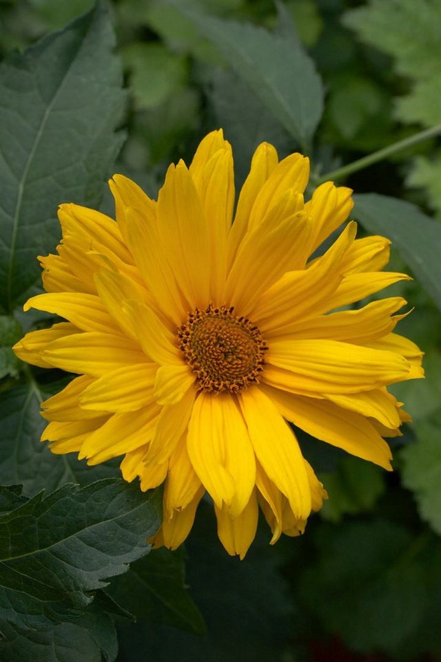 Pflanzen für Dich Staude Heliopsis scabra Venus, 1 St., Rauher Sonnenhut, Sonnenauge