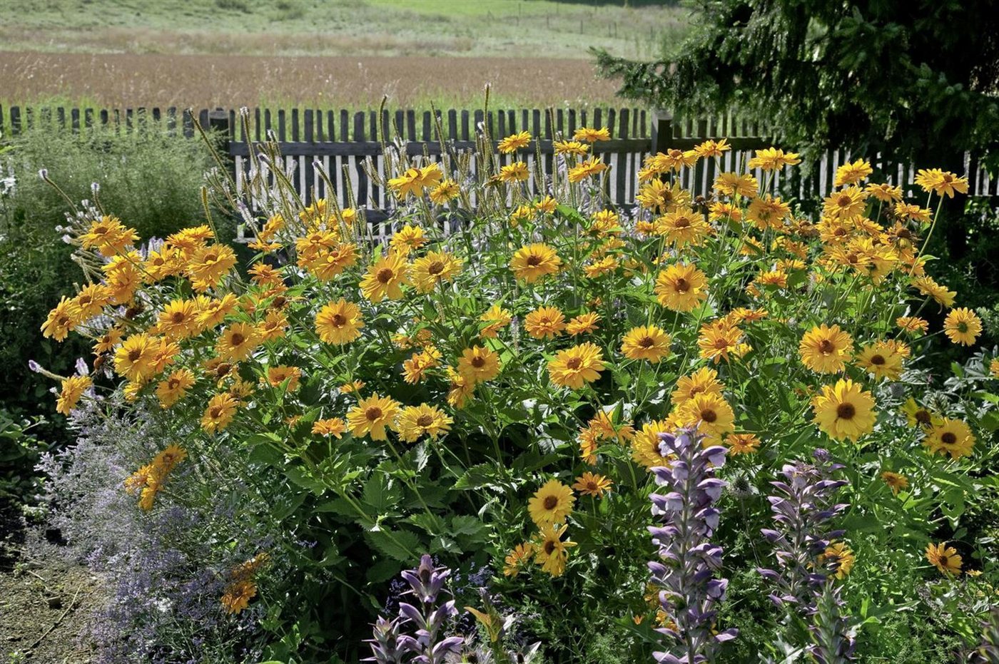 Pflanzen für Dich Staude Heliopsis scabra Venus, 1 St., Rauher Sonnenhut, Sonnenauge Bild 2