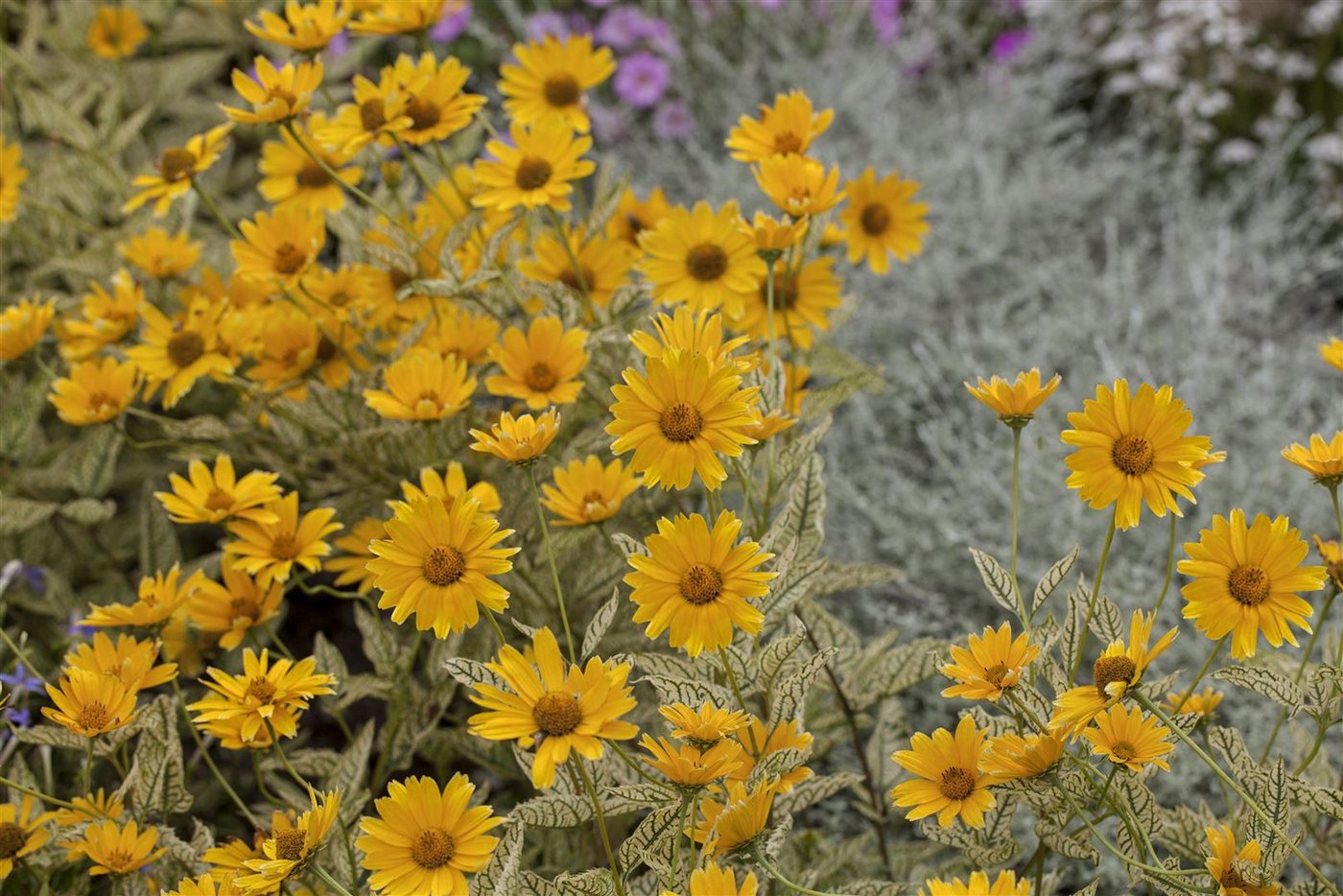 Pflanzen für Dich Staude Heliopsis scabra Mars, 1 St., Rauher Sonnenhut, Sonnenauge