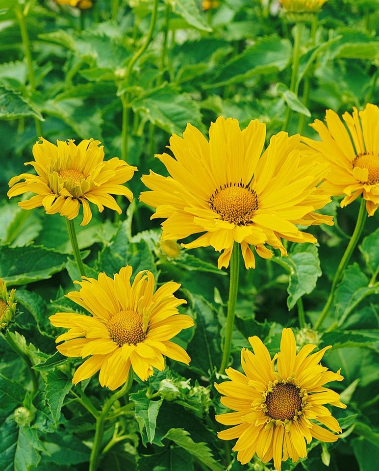 Pflanzen für Dich Staude Heliopsis scabra Mars, 1 St., Rauher Sonnenhut, Sonnenauge Bild 2