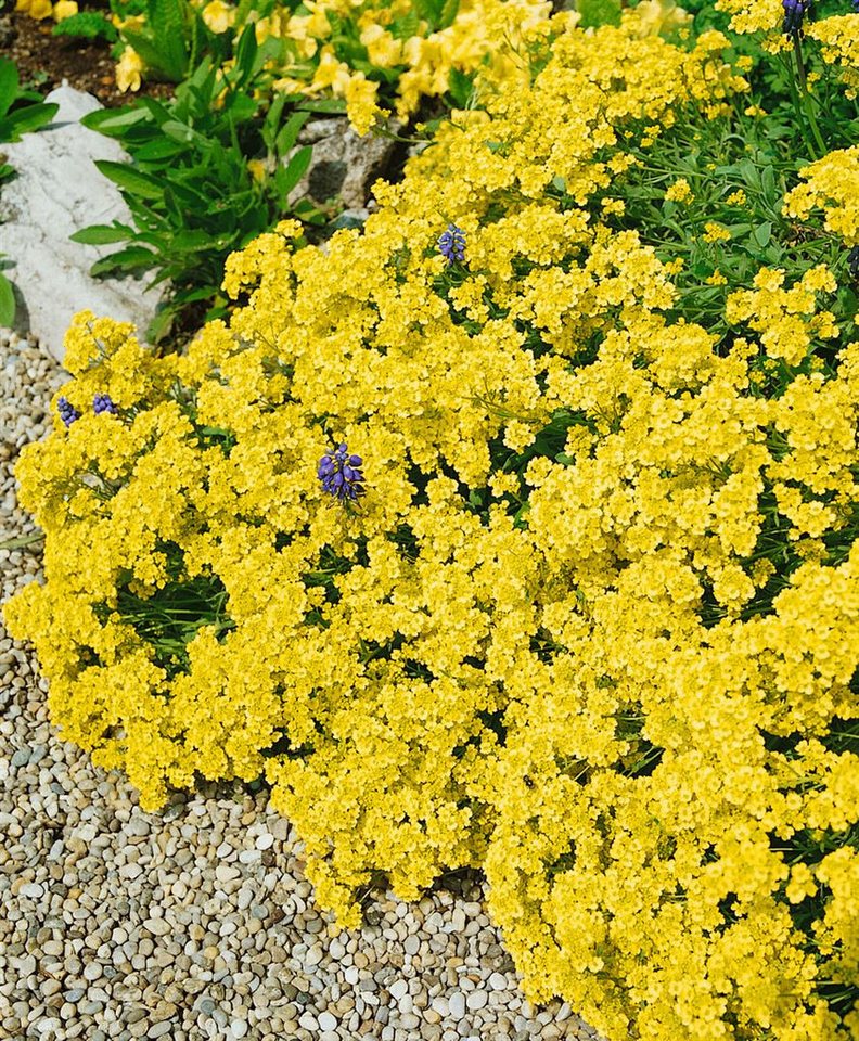 Pflanzen für Dich Staude Alyssum sax. Sulphureum, 1 St., Steinkraut, Felsen-Steinkraut, Felsen-Goldlack