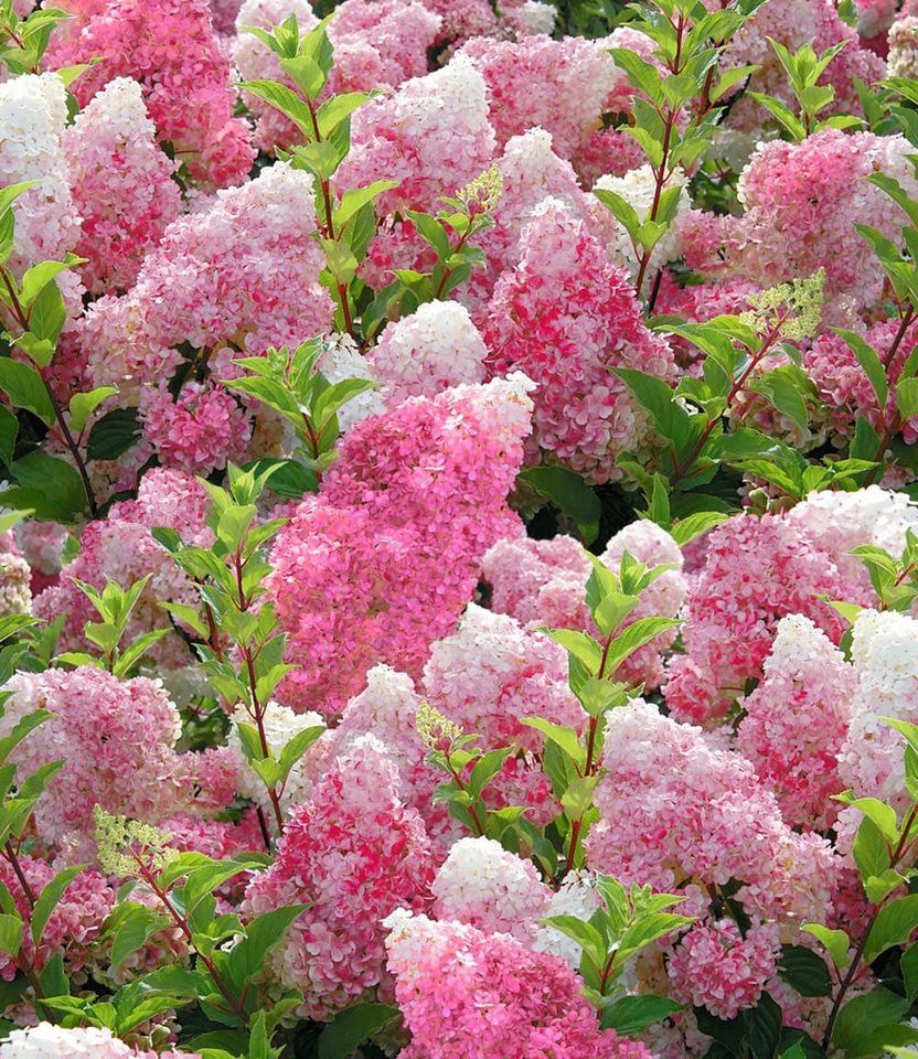 BALDUR Garten Zierstrauch Freiland-Hortensie 'Vanille Fraise®' im 2-Liter Topf, 1 St., Romantisch, winterhart, mehrjährig, pflegeleicht
