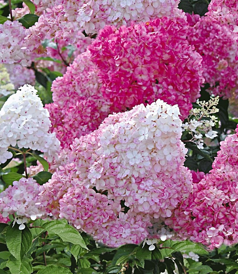 BALDUR Garten Zierstrauch Freiland-Hortensie 'Vanille Fraise®' im 2-Liter Topf, 1 St., Romantisch, winterhart, mehrjährig, pflegeleicht Bild 2