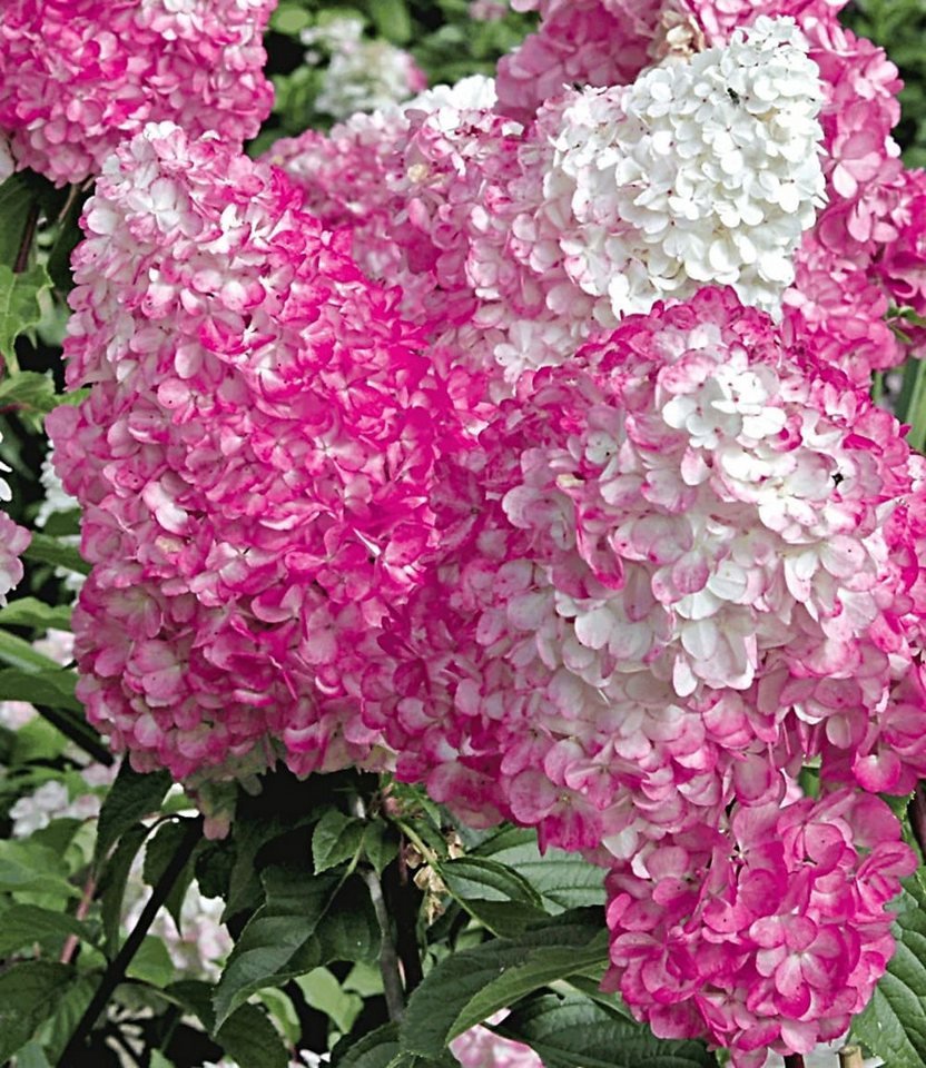 BALDUR Garten Zierstrauch Freiland-Hortensie 'Vanille Fraise®' im 2-Liter Topf, 1 St., Romantisch, winterhart, mehrjährig, pflegeleicht Bild 3