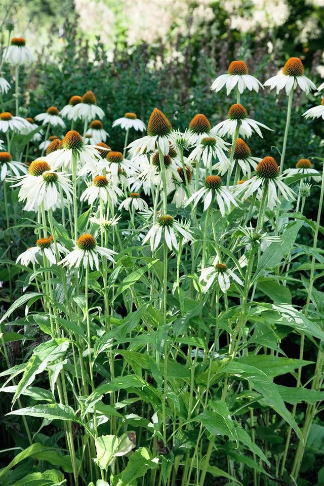 Pflanzen für Dich Staude Echinacea purp. White Swan, 1 St., Scheinsonnenhut, Weißer Sonnenhut