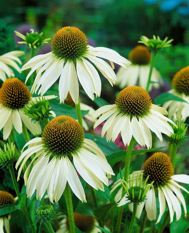 Pflanzen für Dich Staude Echinacea purp. White Swan, 1 St., Scheinsonnenhut, Weißer Sonnenhut Bild 2