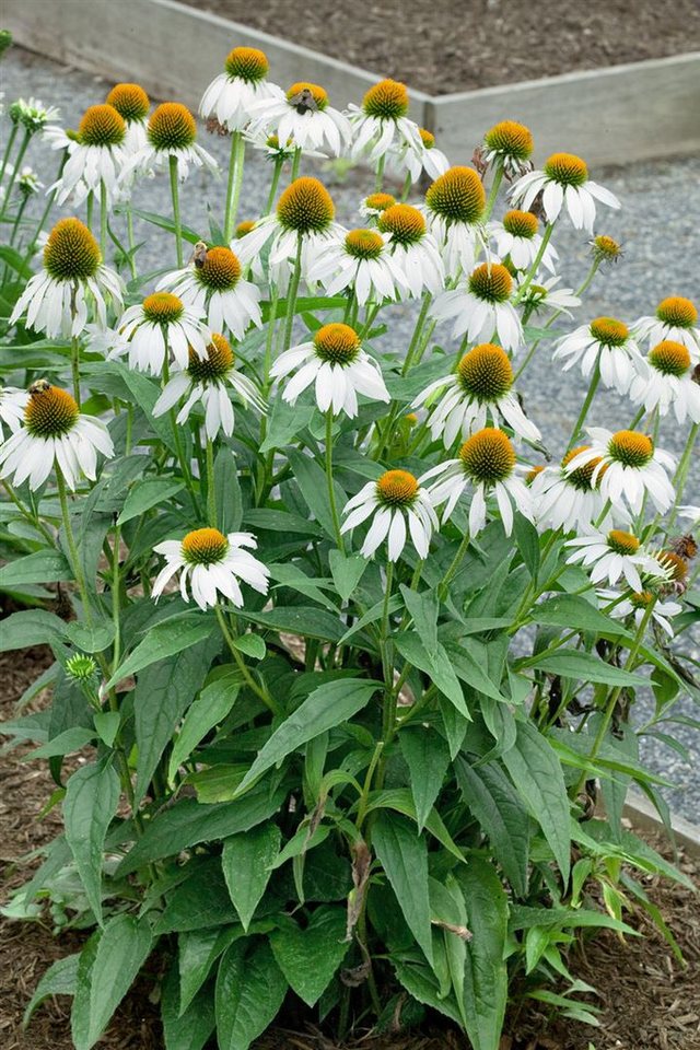 Pflanzen für Dich Staude Echinacea purp. White Swan, 1 St., Scheinsonnenhut, Weißer Sonnenhut Bild 3