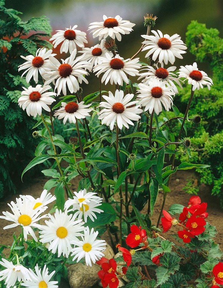 Pflanzen für Dich Staude Echinacea purp. White Swan, 1 St., Scheinsonnenhut, Weißer Sonnenhut Bild 4