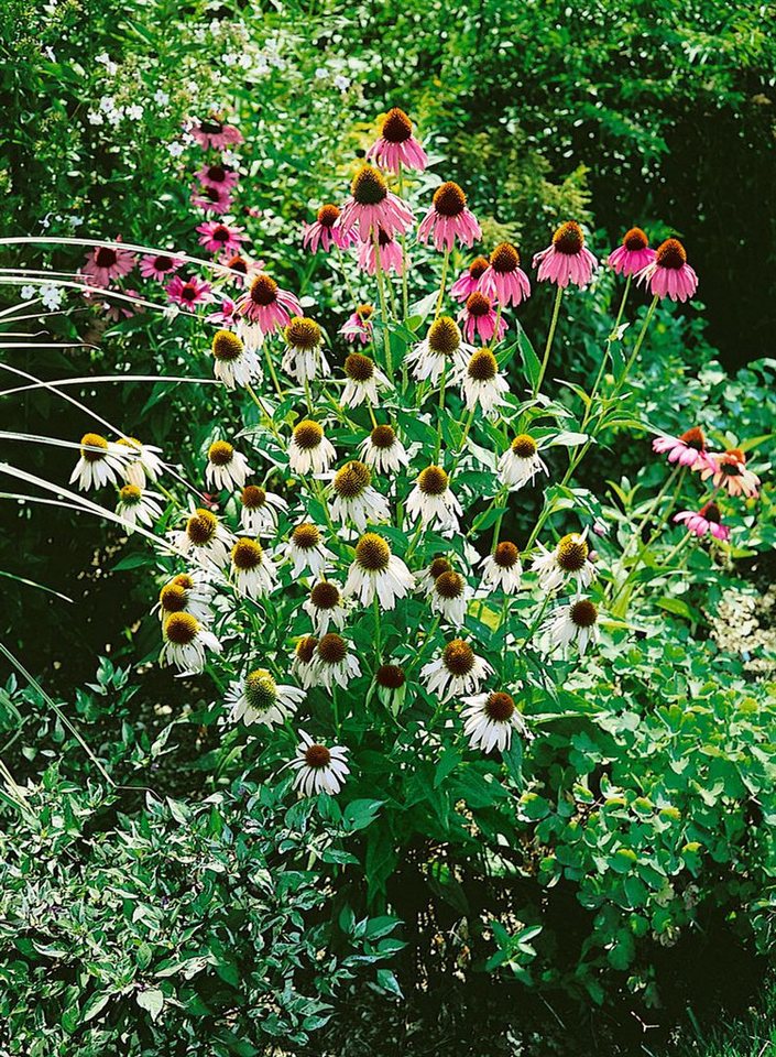 Pflanzen für Dich Staude Echinacea purp. White Swan, 1 St., Scheinsonnenhut, Weißer Sonnenhut Bild 5