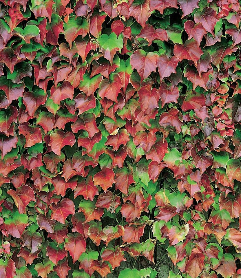 BALDUR Garten Kletterpflanze Wilder Wein Veitchii, 3 St., Gespensterpflanze, winterhart, mehrjährig, schnell wachsend