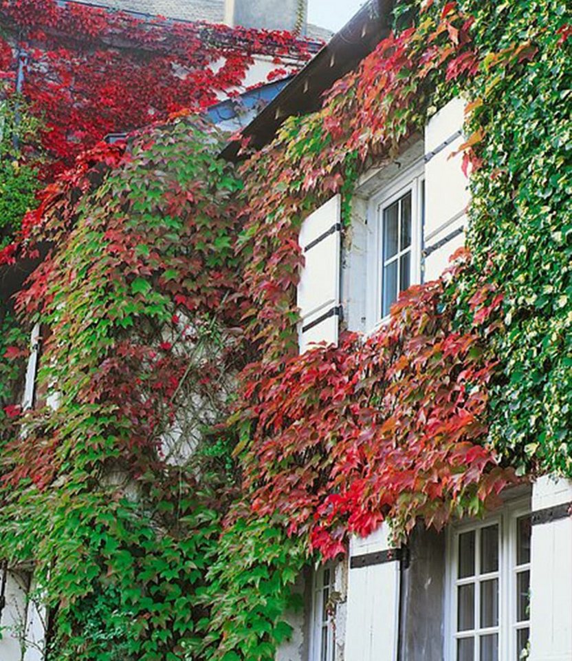 BALDUR Garten Kletterpflanze Wilder Wein Veitchii, 3 St., Gespensterpflanze, winterhart, mehrjährig, schnell wachsend Bild 2