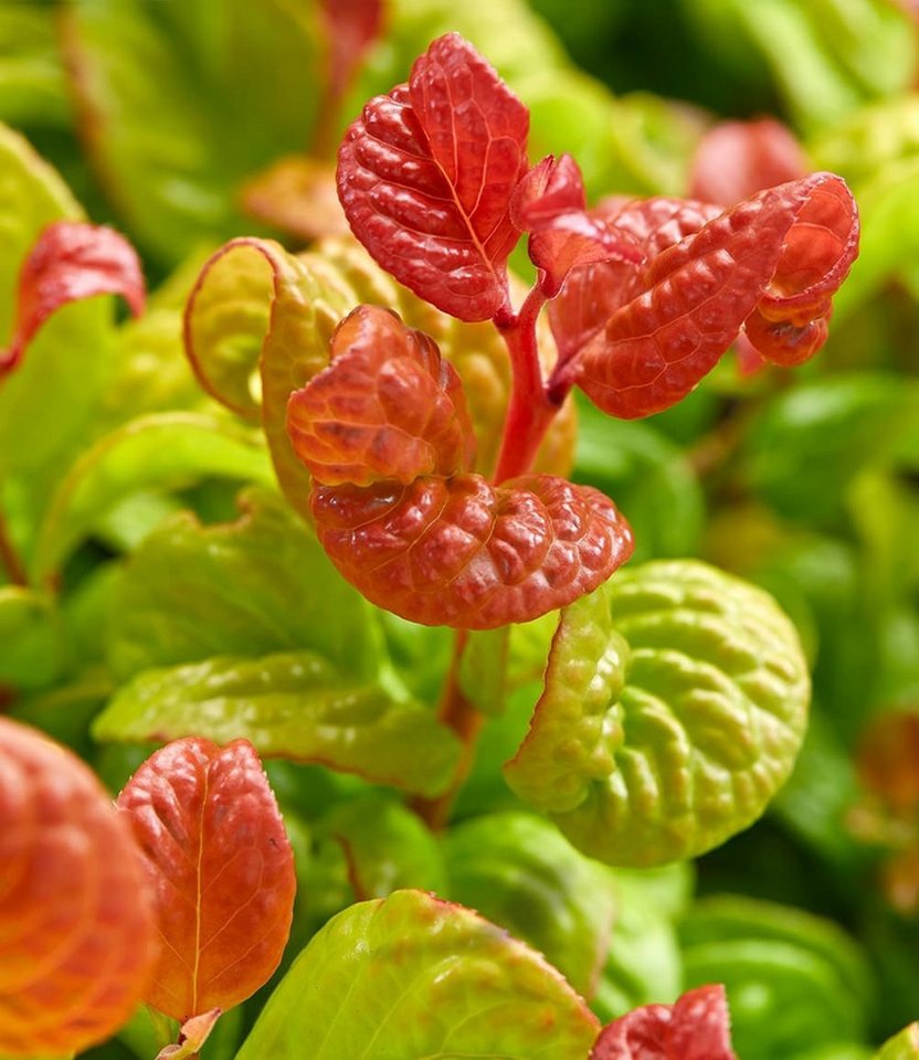 BALDUR Garten Zierstrauch Traubenheide 'Curly Gold®', 1 St., Purpurrote, immergrün, winterhart, mehrjährig, pflegeleicht