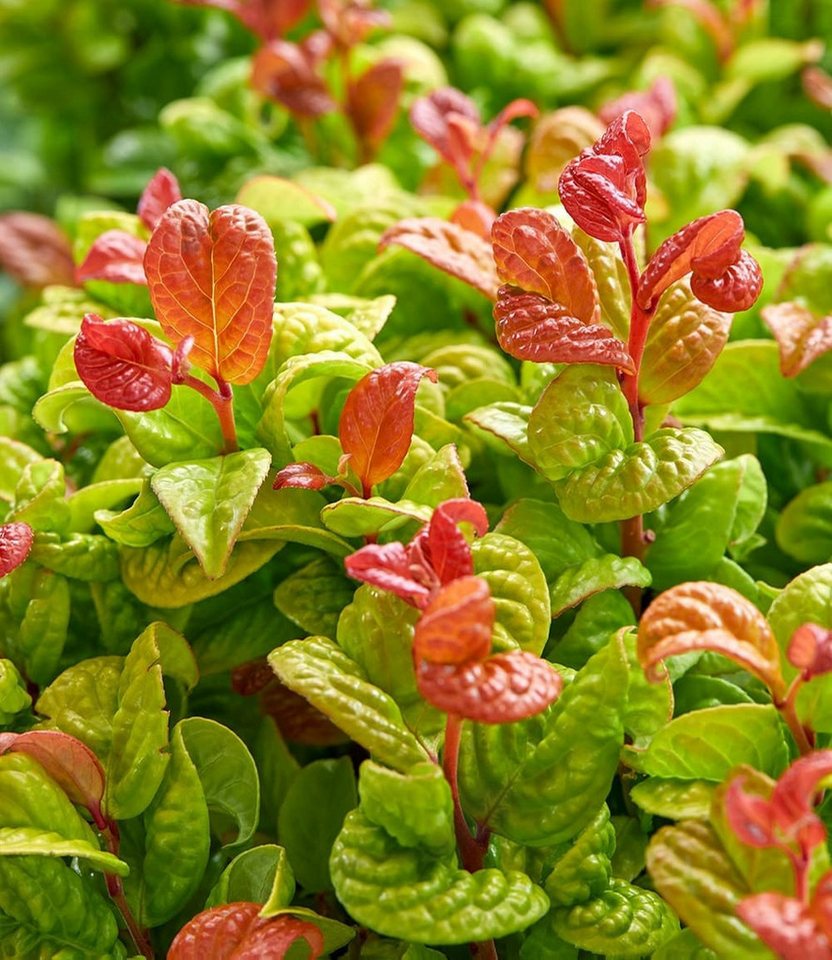 BALDUR Garten Zierstrauch Traubenheide 'Curly Gold®', 2 St., Purpurrote, immergrün, winterhart, mehrjährig, pflegeleicht Bild 2