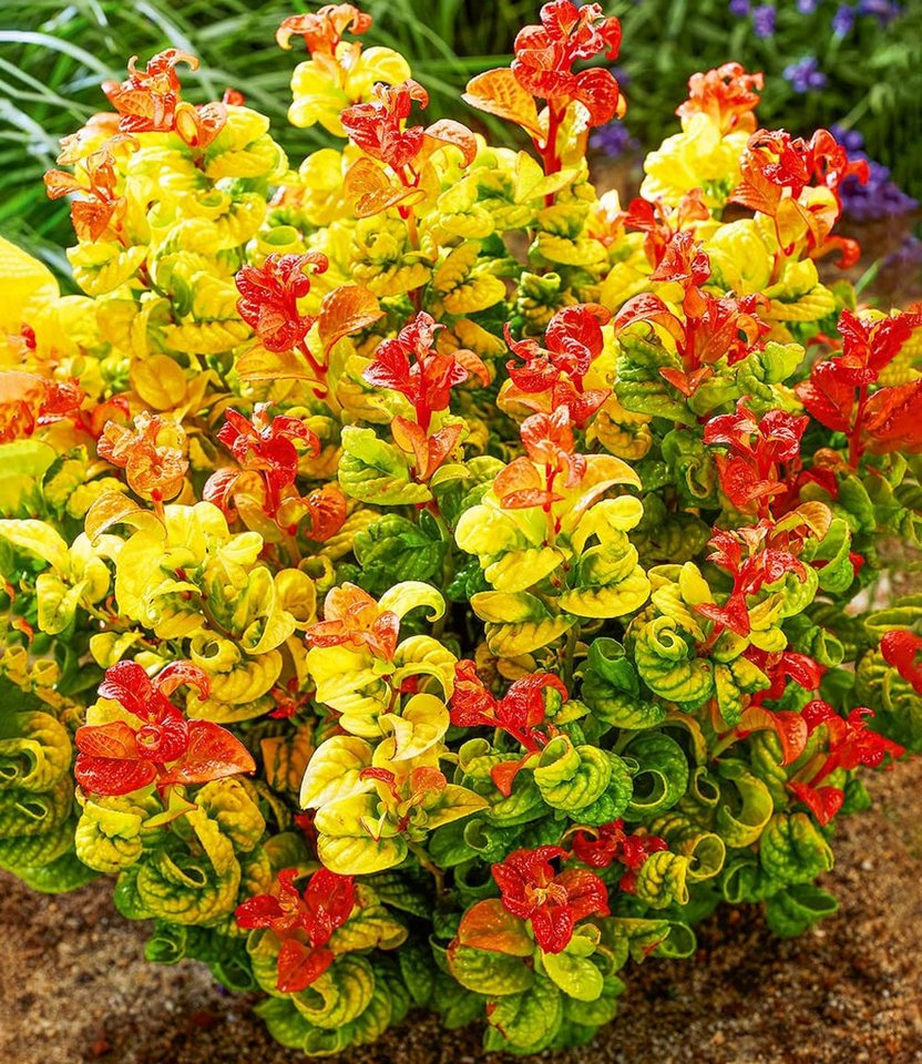 BALDUR Garten Zierstrauch Traubenheide 'Curly Gold®', 2 St., Purpurrote, immergrün, winterhart, mehrjährig, pflegeleicht Bild 4
