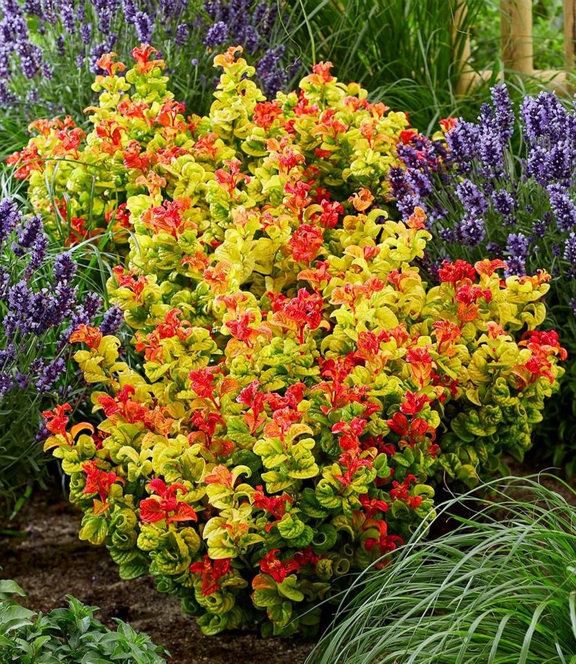 BALDUR Garten Zierstrauch Traubenheide 'Curly Gold®', 2 St., Purpurrote, immergrün, winterhart, mehrjährig, pflegeleicht Bild 5