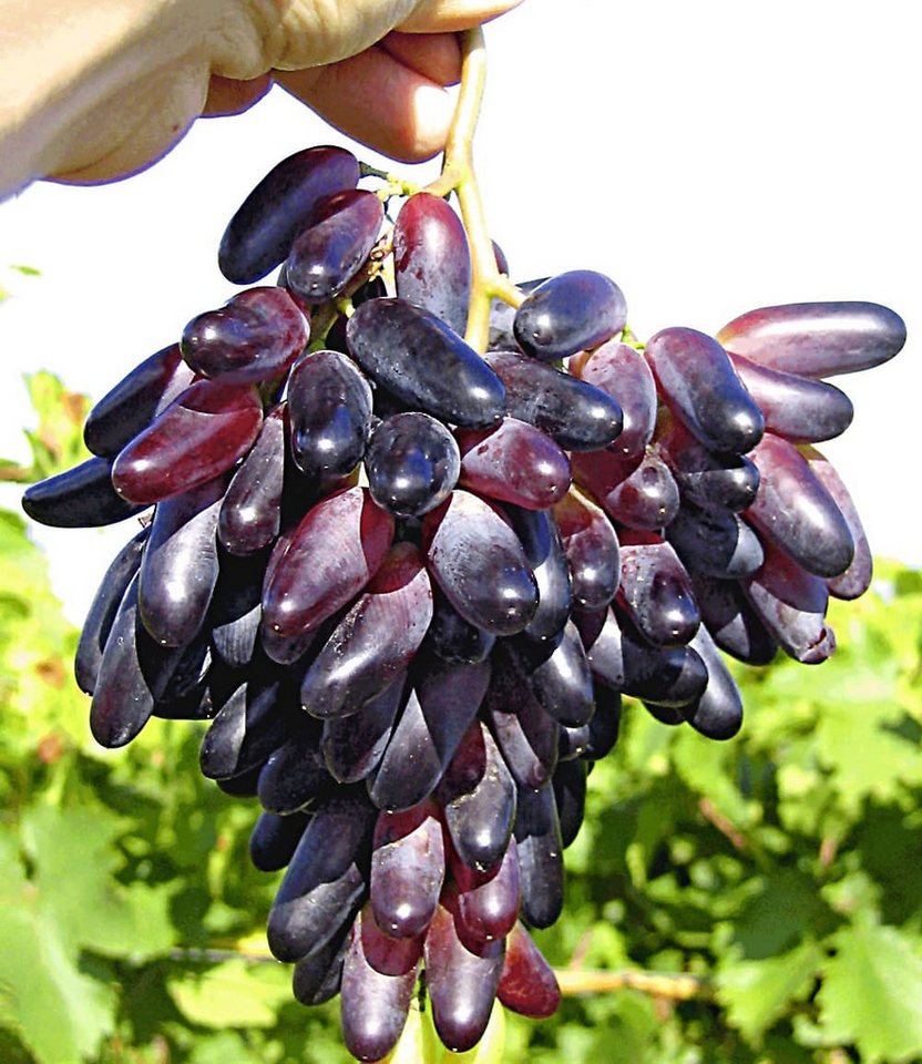 BALDUR Garten Obstpflanze Tafeltraube Souvenir® dattelförmig, 2 St., Weintraube, winterhart, mehrjährig, pflegeleicht