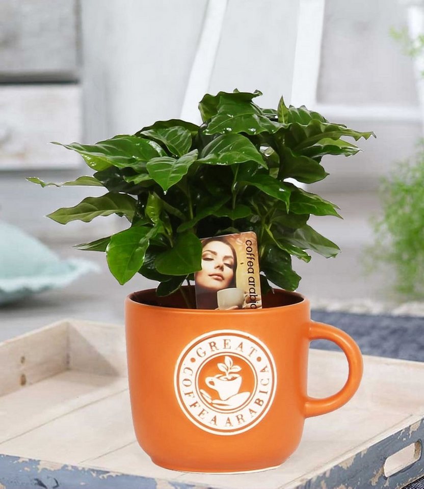BALDUR Garten Zimmerpflanze Coffea Arabica inkl. Keramiktopf, 1 St., Kaffeekirschen, duftend, pflegeleicht