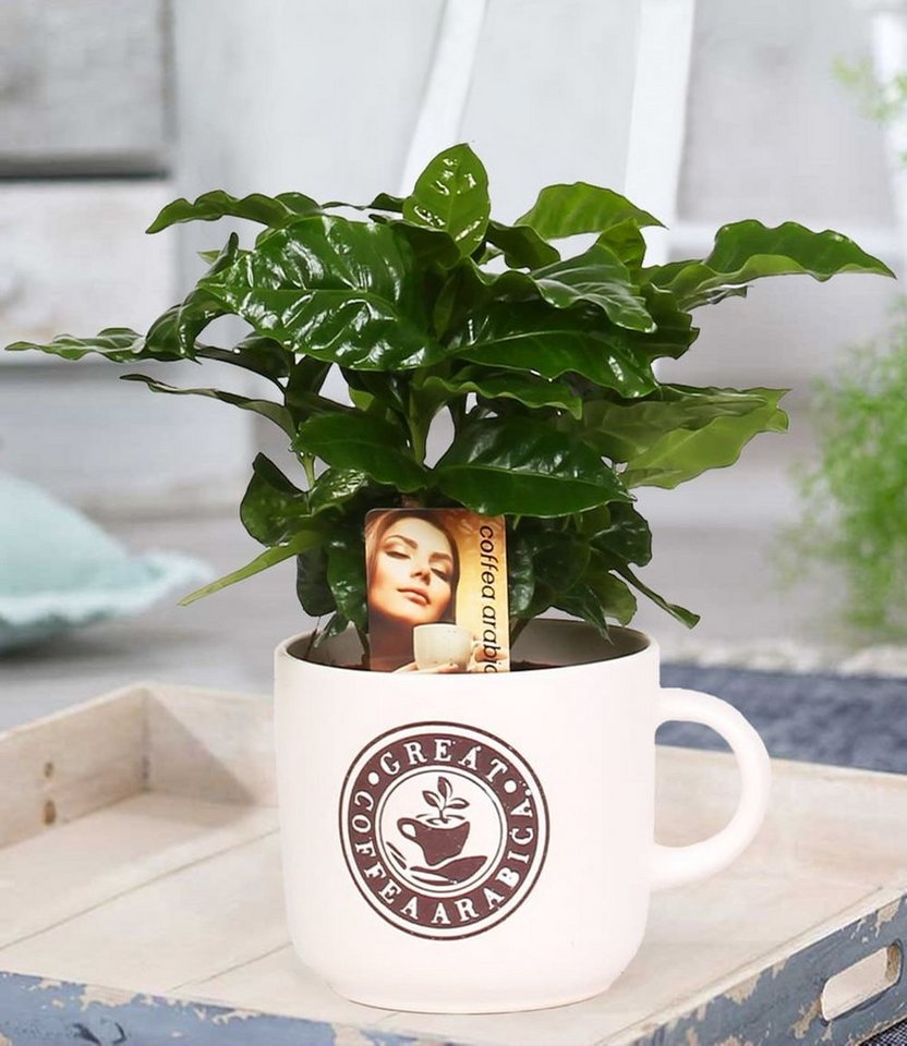 BALDUR Garten Zimmerpflanze Coffea Arabica inkl. Keramiktopf, 1 St., Kaffeekirschen, duftend, pflegeleicht Bild 2