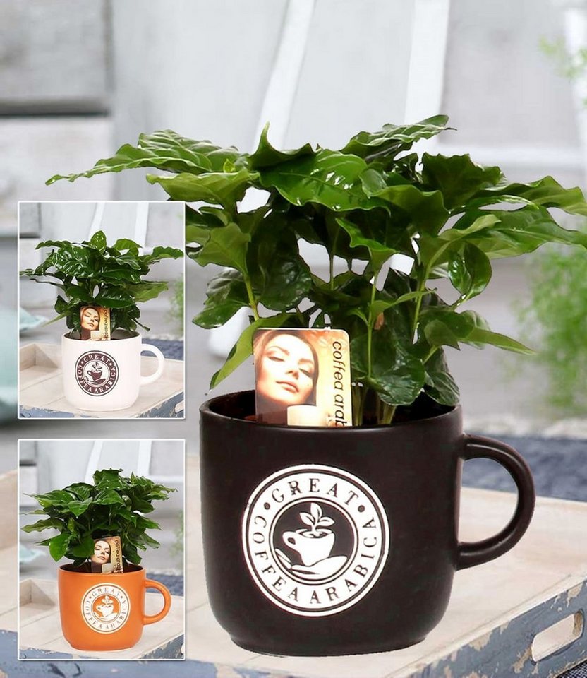 BALDUR Garten Zimmerpflanze Coffea Arabica inkl. Keramiktopf, 1 St., Kaffeekirschen, duftend, pflegeleicht Bild 3