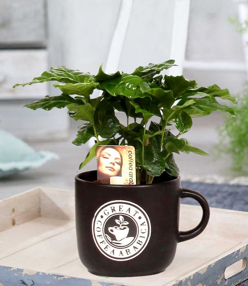 BALDUR Garten Zimmerpflanze Coffea Arabica inkl. Keramiktopf, 1 St., Kaffeekirschen, duftend, pflegeleicht Bild 4