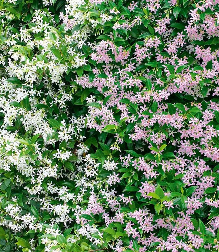 BALDUR Garten Zierstrauch Duft-Jasmin 'Pink & Weiß', 4 St., Bienenfreundlich, winterhart, blickdicht, reichblühend, duftend
