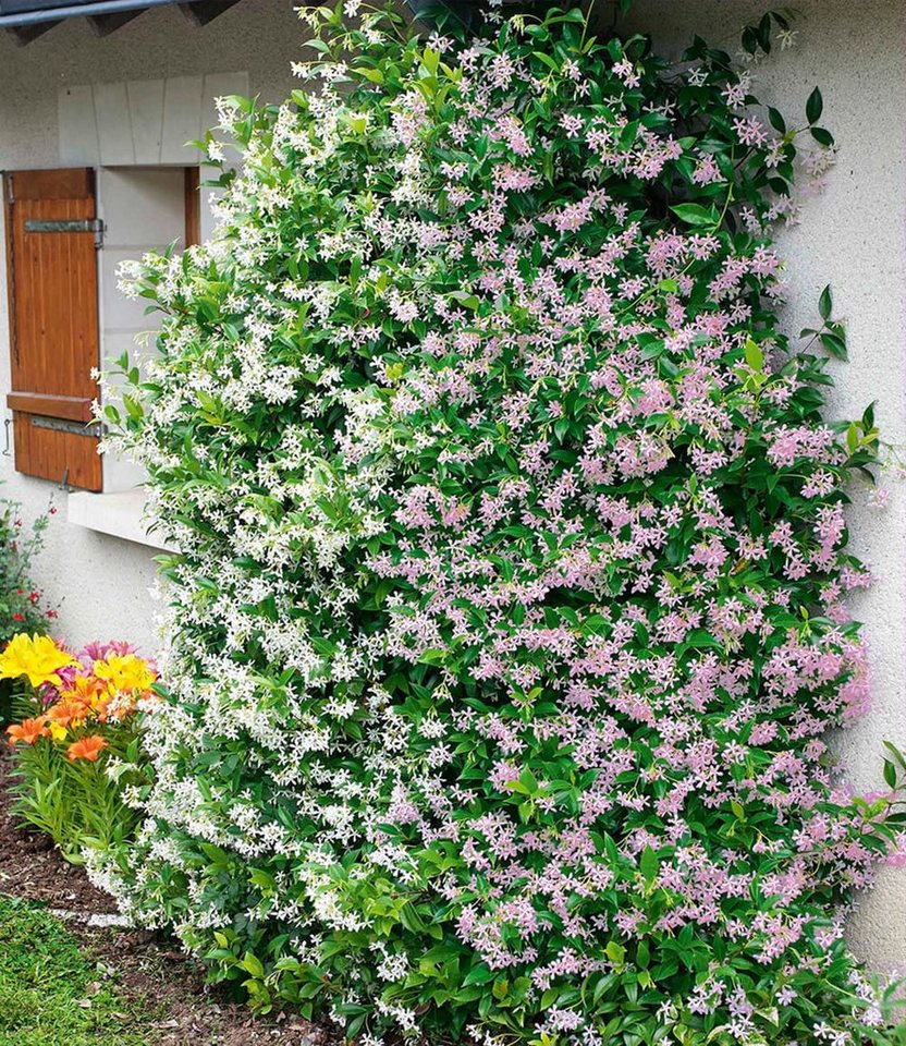 BALDUR Garten Zierstrauch Duft-Jasmin 'Pink & Weiß', 4 St., Bienenfreundlich, winterhart, blickdicht, reichblühend, duftend Bild 2