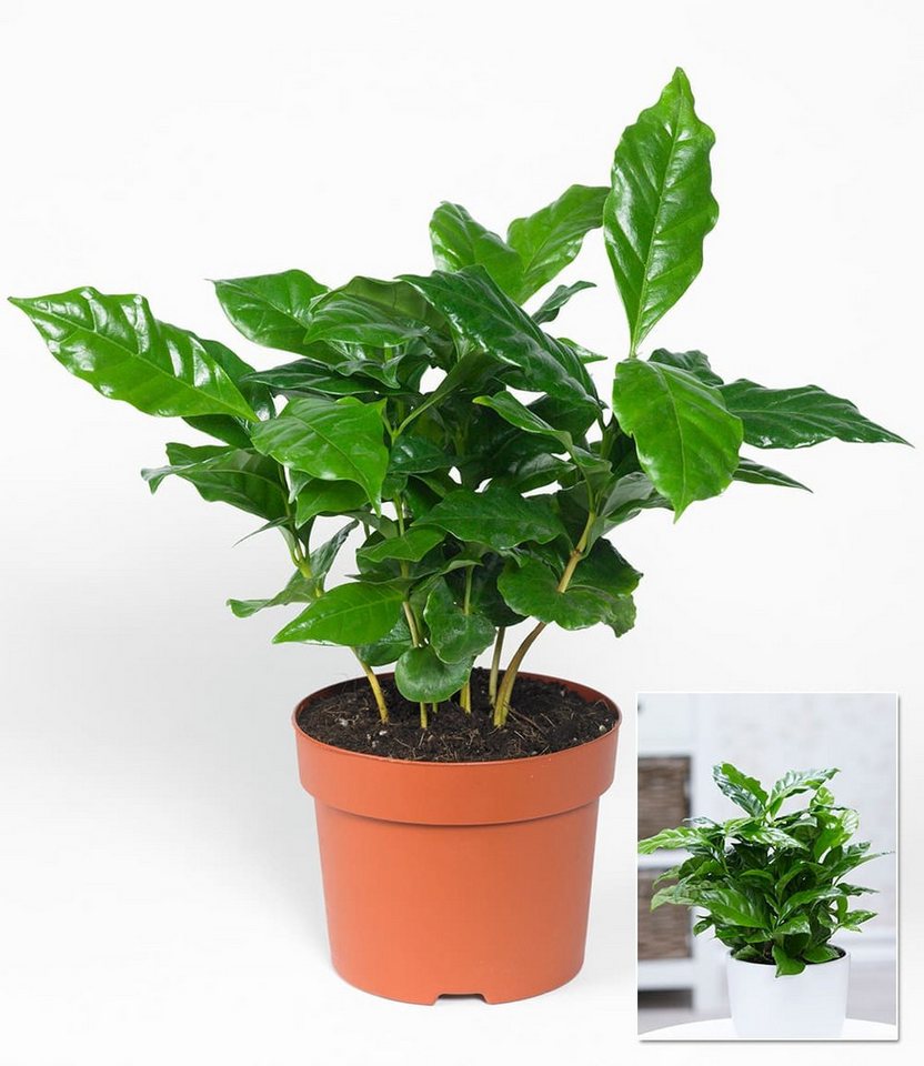 BALDUR Garten Zimmerpflanze Coffea arabica, 1 St., Kaffeekirschen, duftend, pflegeleicht Bild 2