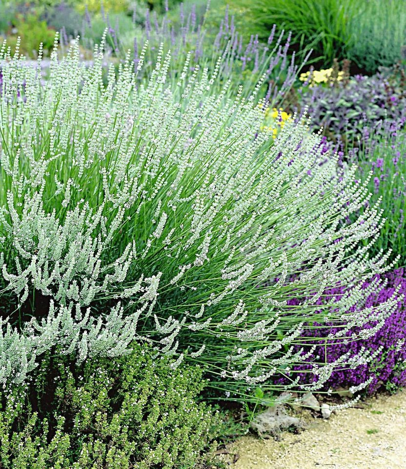 BALDUR Garten Staude Lavendel-Kollektion, 9 St., Lippenblütler, duftend, winterhart, mehrjährig, pflegeleicht