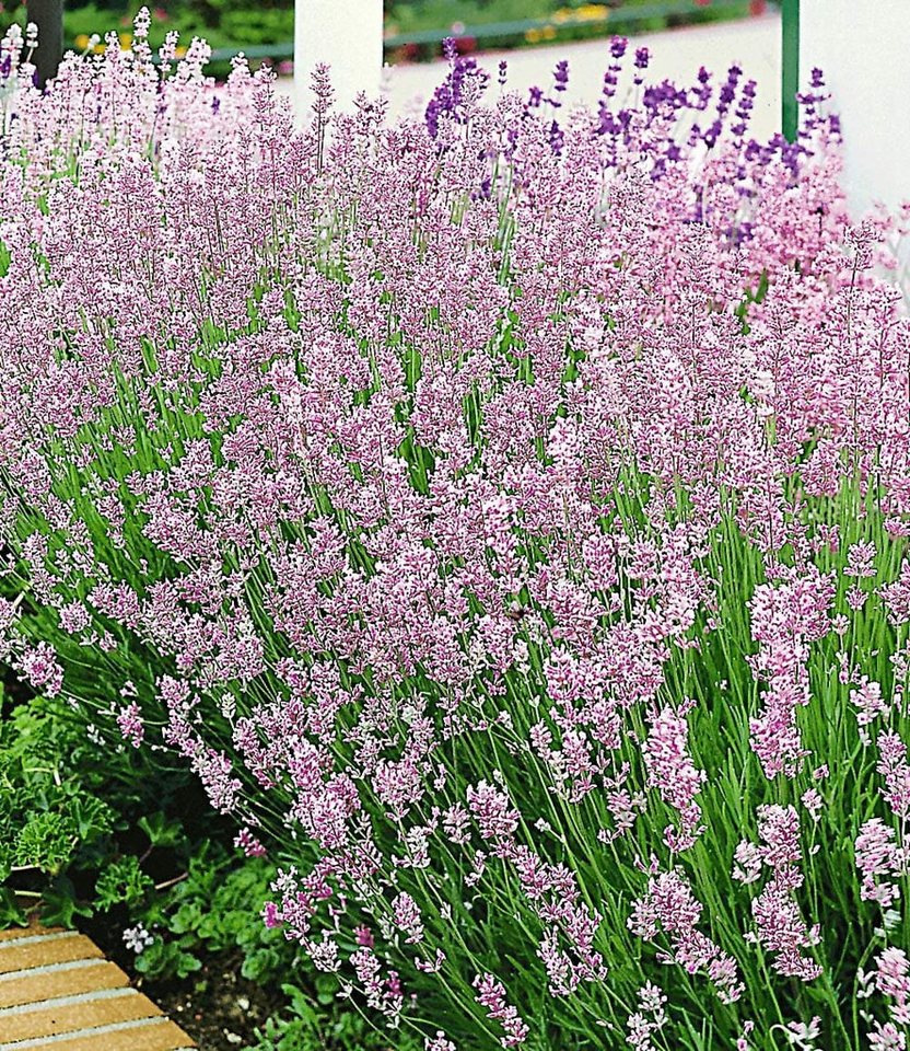 BALDUR Garten Staude Lavendel-Kollektion, 9 St., Lippenblütler, duftend, winterhart, mehrjährig, pflegeleicht Bild 2