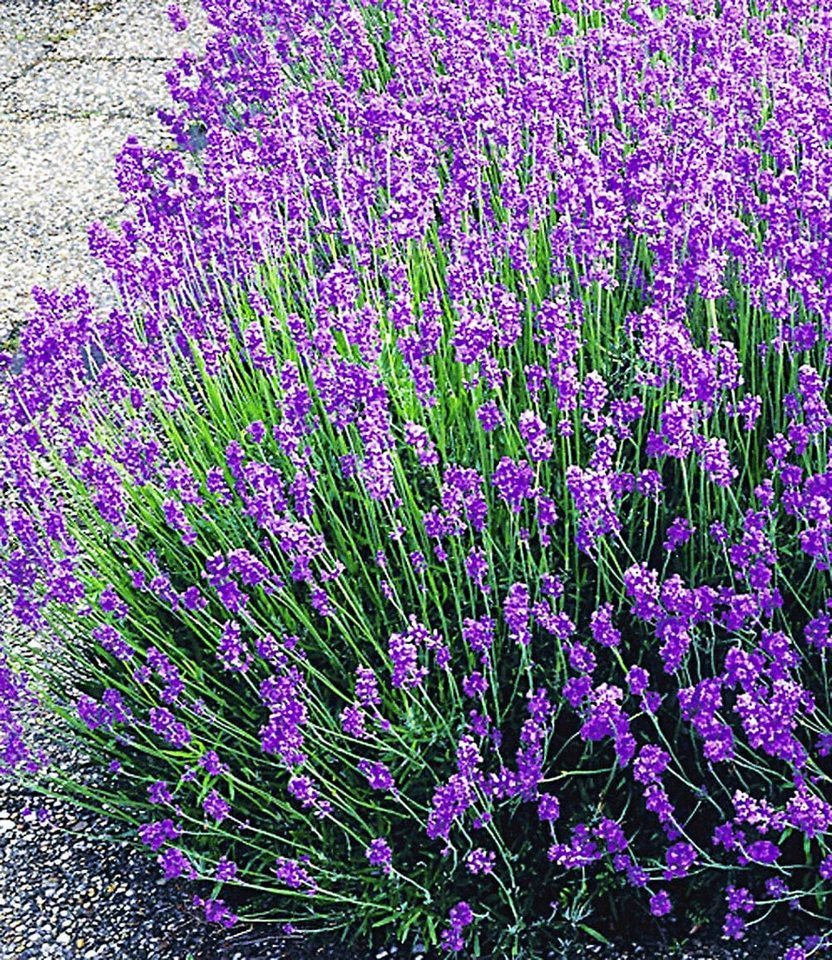 BALDUR Garten Staude Lavendel-Kollektion, 9 St., Lippenblütler, duftend, winterhart, mehrjährig, pflegeleicht Bild 3
