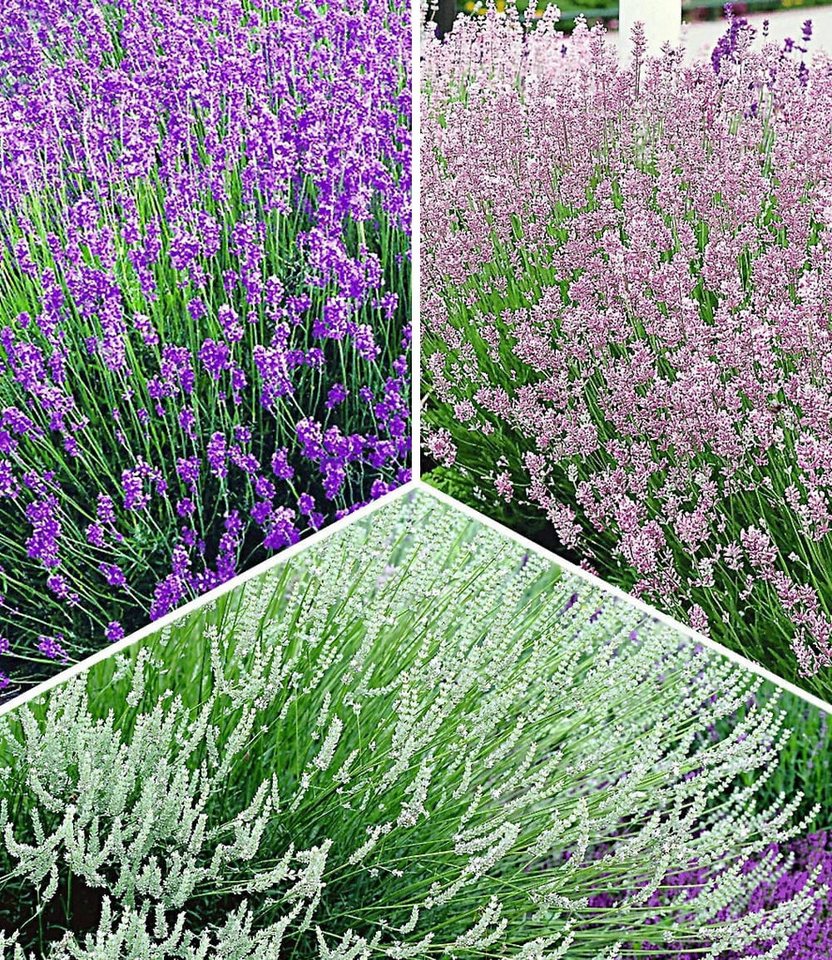 BALDUR Garten Staude Lavendel-Kollektion, 9 St., Lippenblütler, duftend, winterhart, mehrjährig, pflegeleicht Bild 4