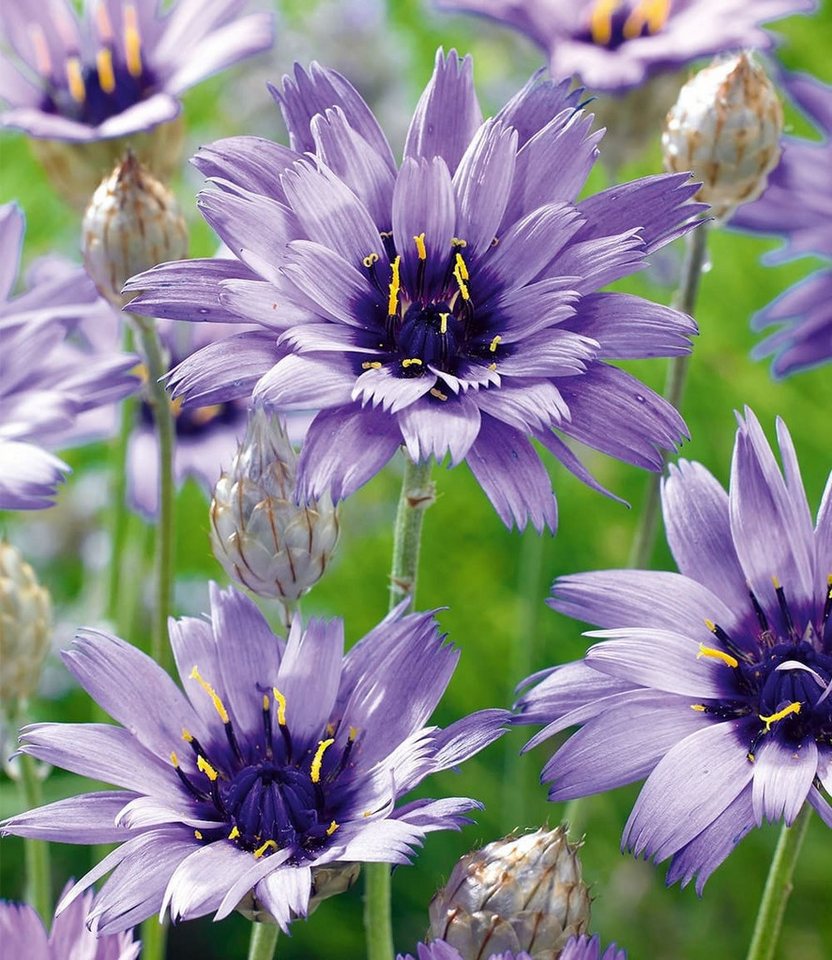 BALDUR Garten Staude Blaue Rasselblume 'Catananche', 9 St., Trockenverträglich, lange Blütezeit, bienenfreundlich
