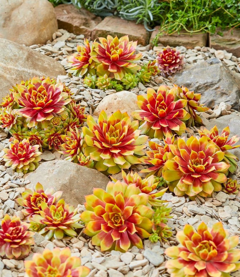 BALDUR Garten Bodendecker 2er Sempervivum 'Gold Nugget®', 2 St., Neuzüchtung, immergrün, winterhart, pflegeleicht