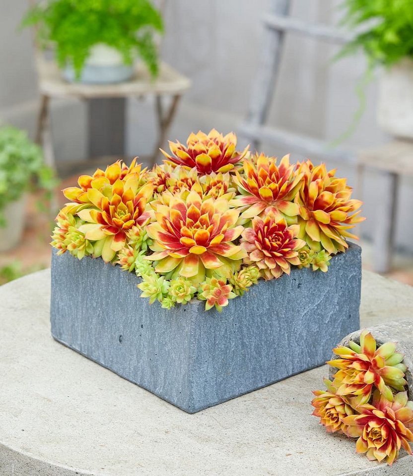 BALDUR Garten Bodendecker 2er Sempervivum 'Gold Nugget®', 2 St., Neuzüchtung, immergrün, winterhart, pflegeleicht Bild 2