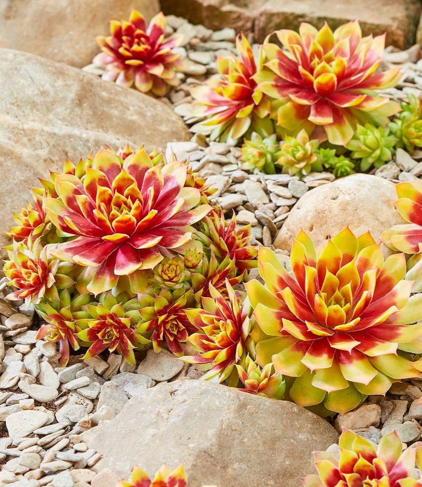 BALDUR Garten Bodendecker 2er Sempervivum 'Gold Nugget®', 2 St., Neuzüchtung, immergrün, winterhart, pflegeleicht Bild 3
