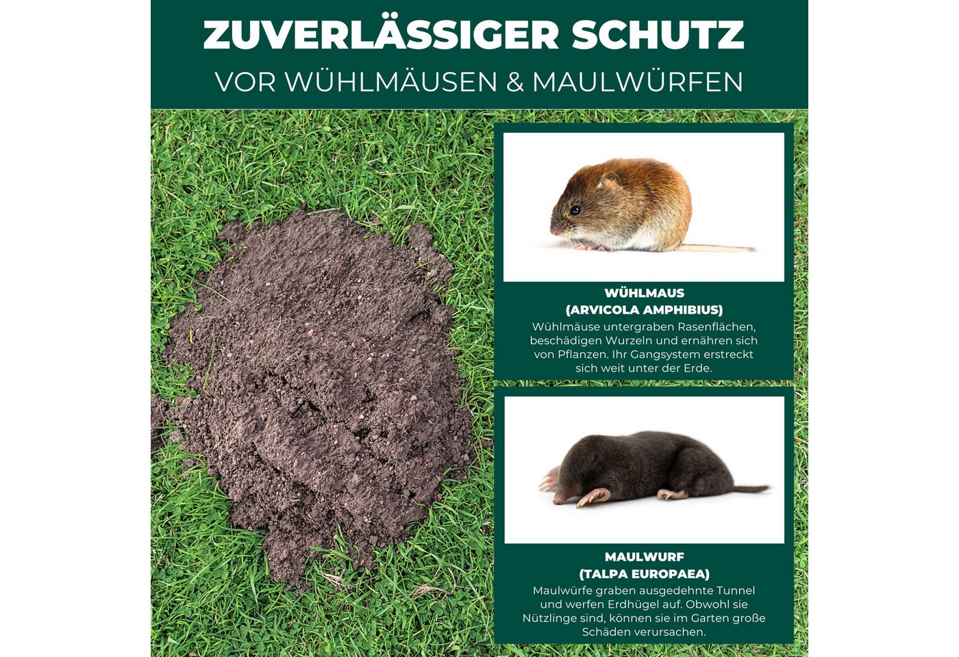 Silberkraft Vergrämungsmittel Silberkraft Wühlmaus- und Maulwurf-Vertreiber Granulat, Wühlmausabwehr, 200 g, Made in Deutschland Gezielte Duftstoffwirkung ohne Rodentizide, Effektive Wühlmausabwehr durch spezielle Duftstoffe Einfache Anwendung, für Garten, Beete & Rasen, Alternative zu Wühlmausschreck & Gift Bild 3