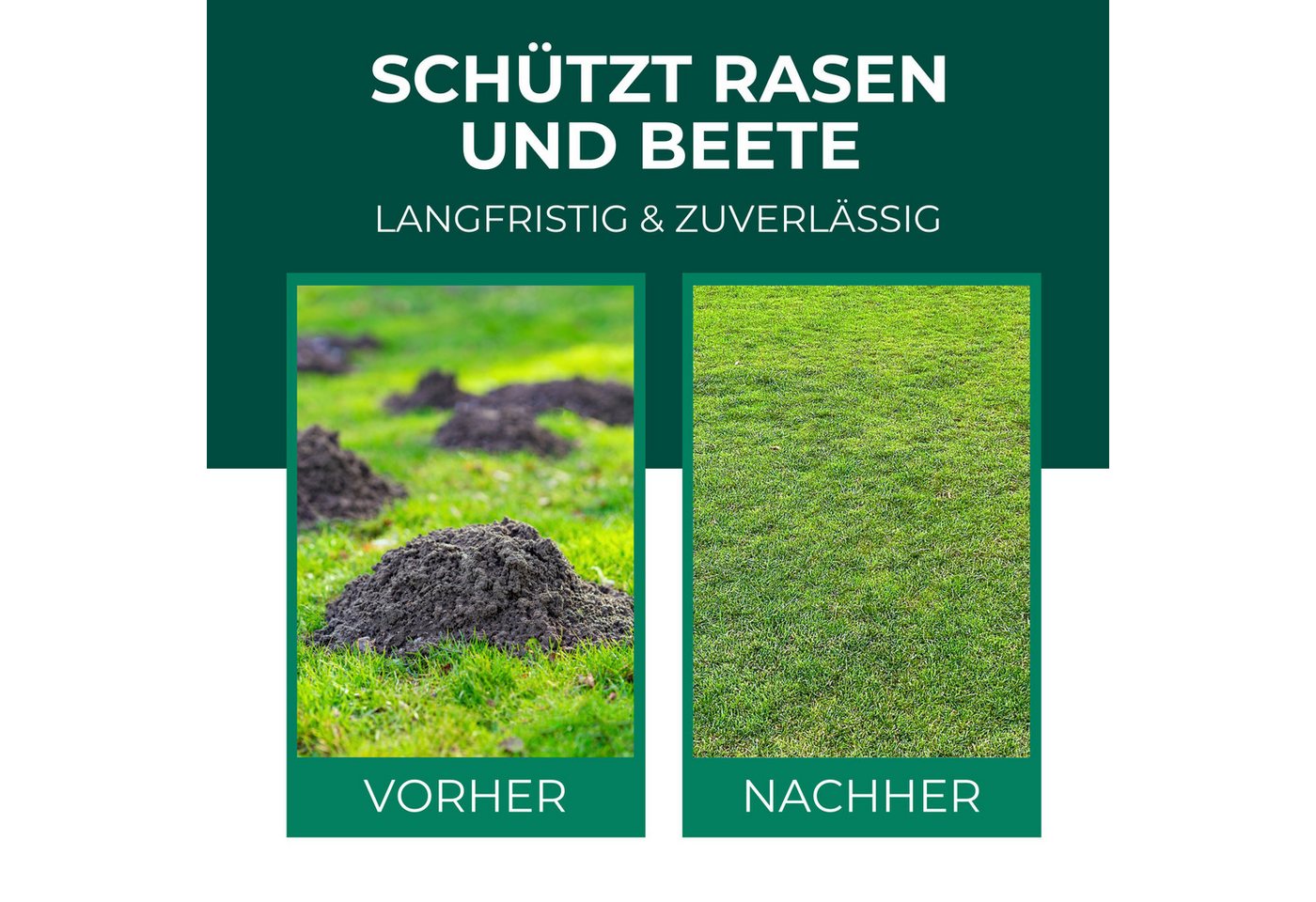 Silberkraft Vergrämungsmittel Silberkraft Wühlmaus- und Maulwurf-Vertreiber Granulat, Wühlmausabwehr, 200 g, Made in Deutschland Gezielte Duftstoffwirkung ohne Rodentizide, Effektive Wühlmausabwehr durch spezielle Duftstoffe Einfache Anwendung, für Garten, Beete & Rasen, Alternative zu Wühlmausschreck & Gift Bild 5