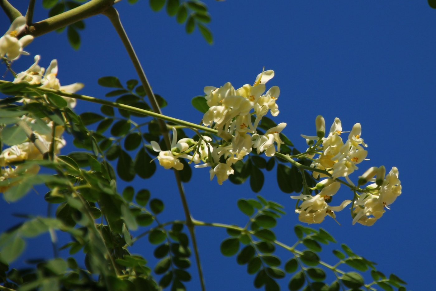 SAFLAX Blumensamen SAFLAX - Samen und Substrat - Moringa